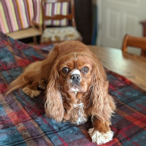 Fundraising Page: Pat Rowe